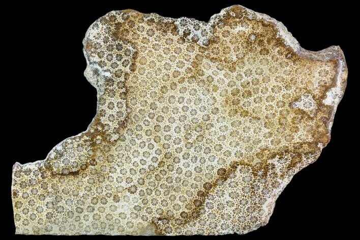 Polished, Fossil Coral Slab - Indonesia #112486